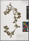 Foto von Salix aurita L.